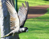 Black Cockatoo in flight