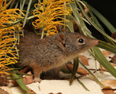 CRC Wildlife Biodiversity