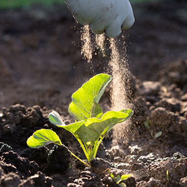 hand sprinkles ash on a small sprout of cabbage. Researchers secure grant to transform contaminated biosolids into sustainable nutrient-rich fertiliser 