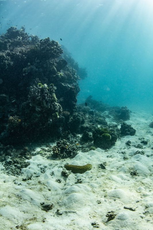 Underwater view of a vibrant coral reef with diverse marine growth and sandy ocean floor, illuminated by sunlight filtering through the water.