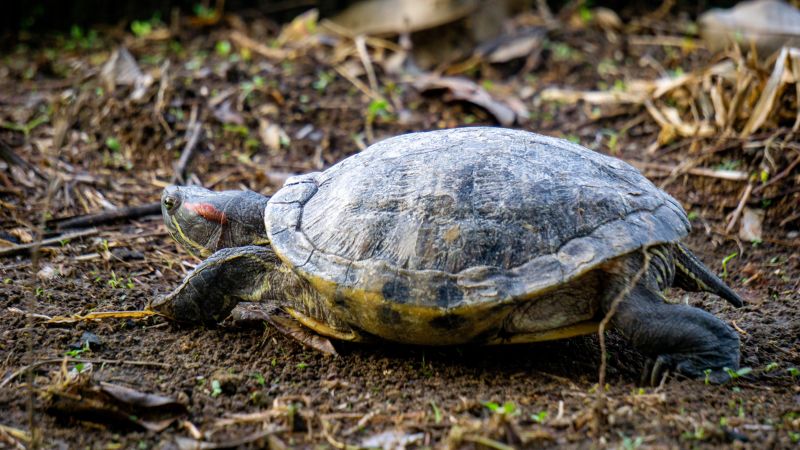 A Red-eared slider turtle