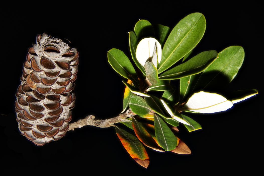 Banksia integrifolia specimen on a black background