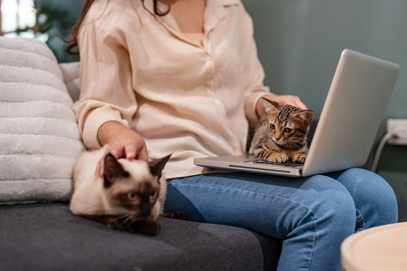 Person sitting on a couch with a laptop and two cats