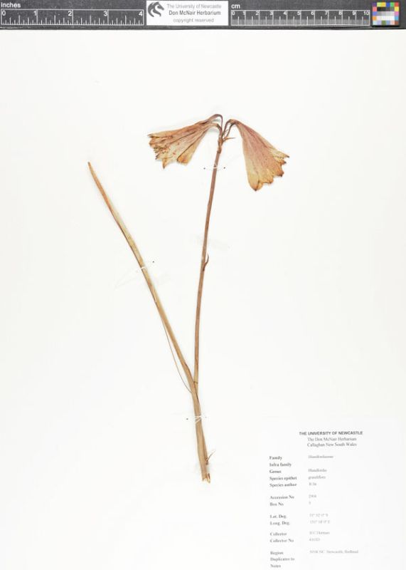 Blandfordia grandiflora details