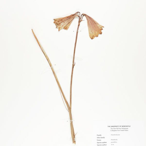 Blandfordia grandiflora details