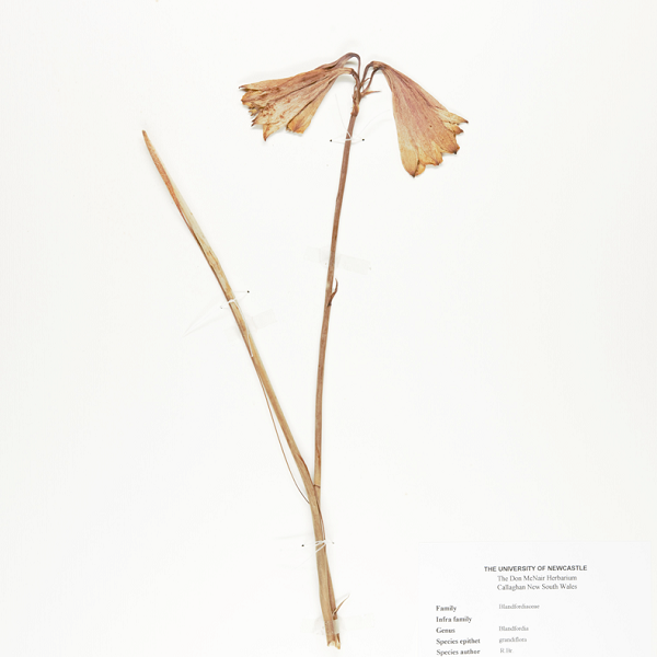 Blandfordia grandiflora details