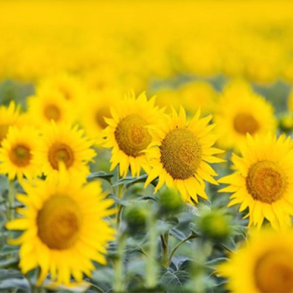 A field of yellow sunflowers