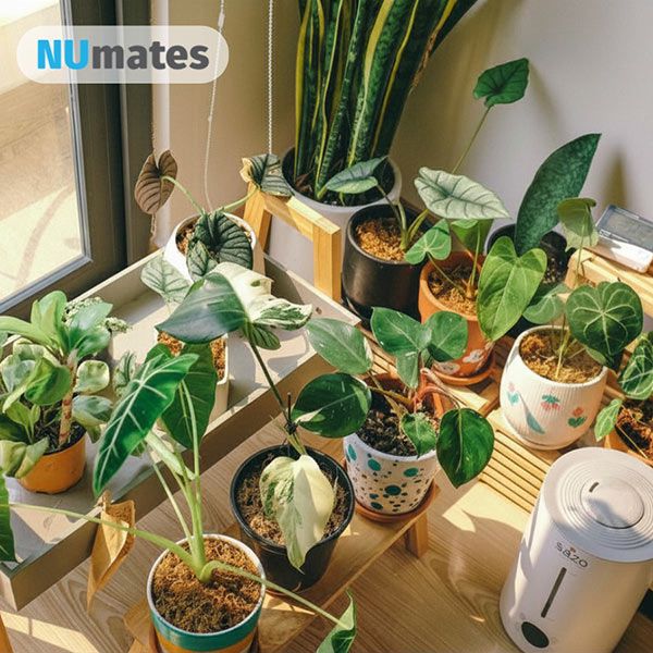 NUmates Painted Planters