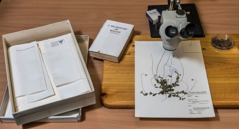 specimens