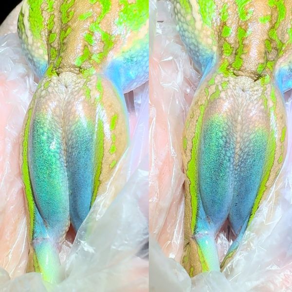 Rare colour shifting discovered in iconic Australian frog