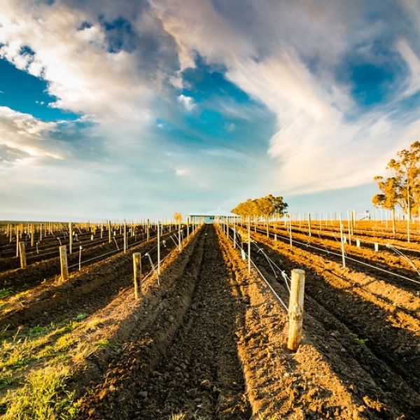 Hunter Valley vineyard (c) Martin Snicer
