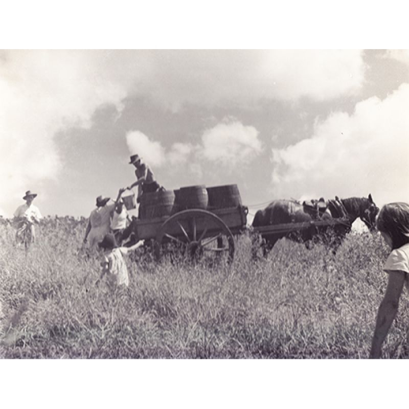 Max Dupain: Collecting the grapes on horse and cart at Mount Pleasant winery, 1950 Courtesy the National Library of Australia