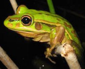 . Disease and food availability in created habitats may affect frog reproduction