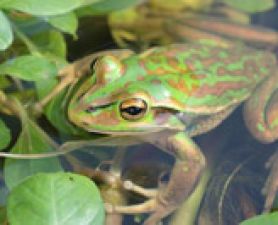 Amphibian Research Group. University and NCIG unite in Green and Golden Bell Frog research