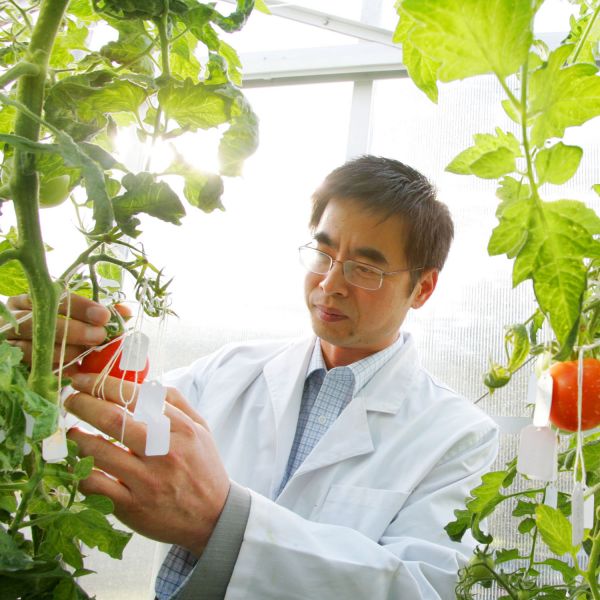Scientists unlock potential to yield “diet” fruit 