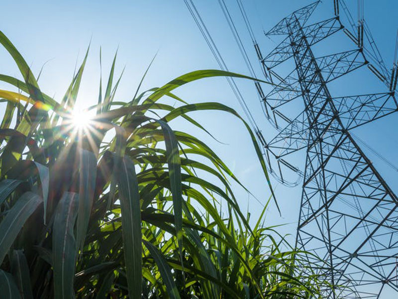 Plant with sunlight filtering through and power lines against blue sky