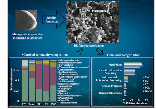 Exploring microplastic microbiome using whole-genome sequencing