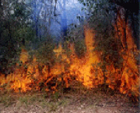 Bushfire. Being fire safe on campus