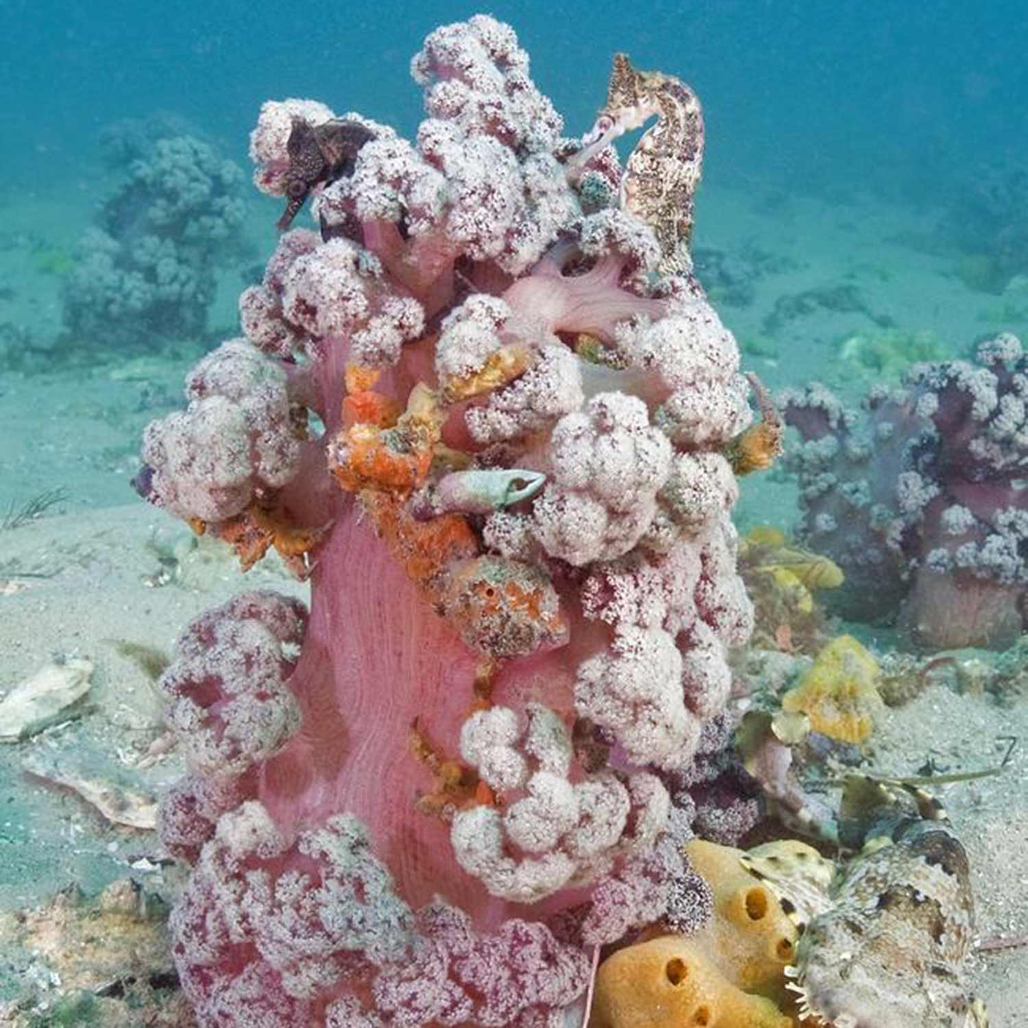 Endangered coral puts entire coastal ecosystems under threat The