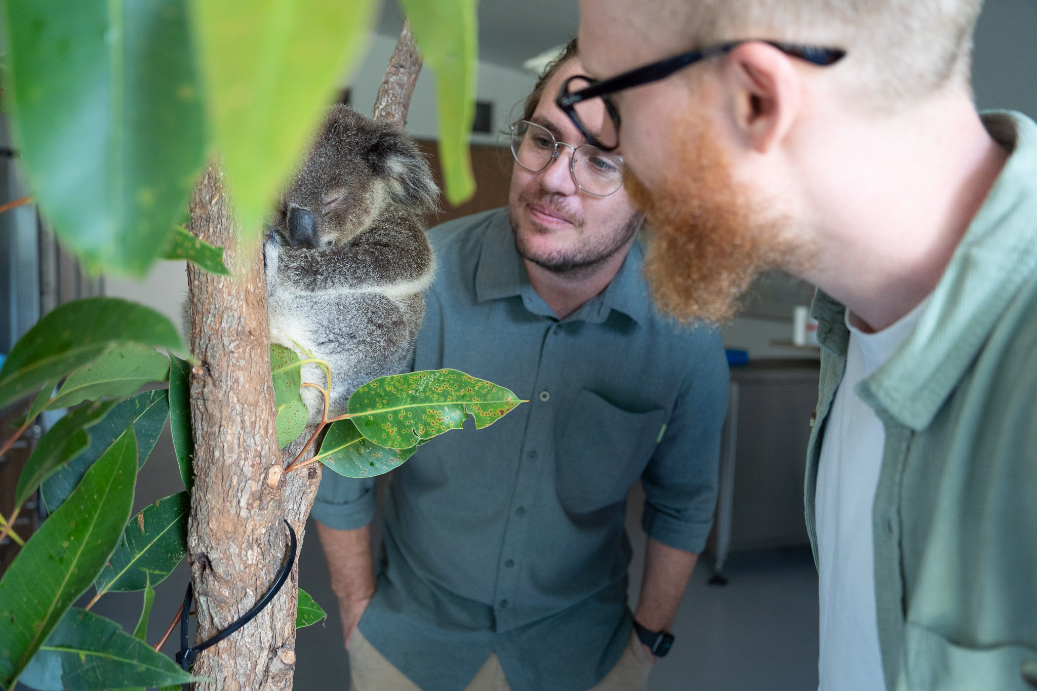 two researchers with a baby koala