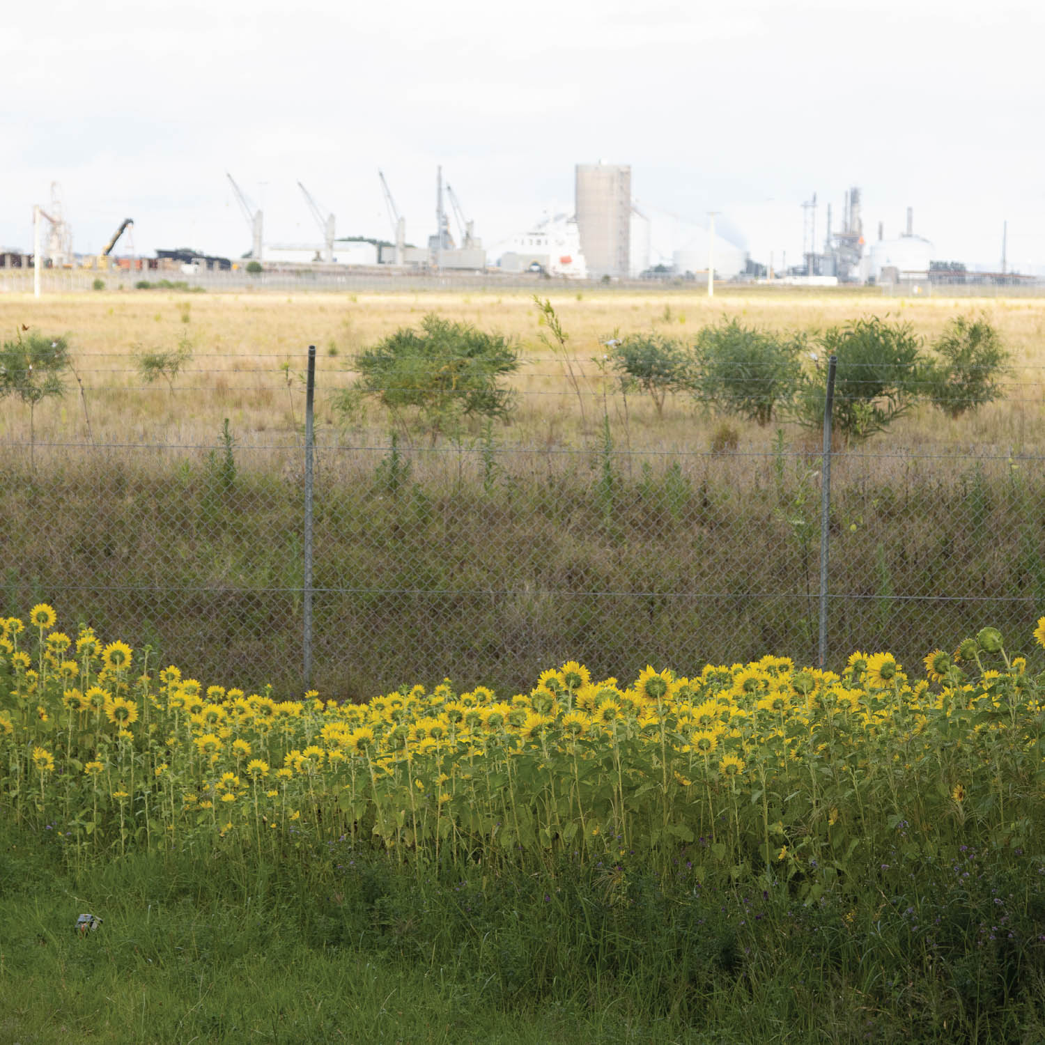 yellow flowers in the foreground with industrial background visible behind barbed wire fence^empty:{ds__assetid^as_asset:asset_name}