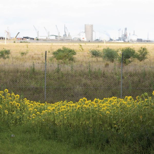 yellow flowers in the foreground with industrial background visible behind barbed wire fence