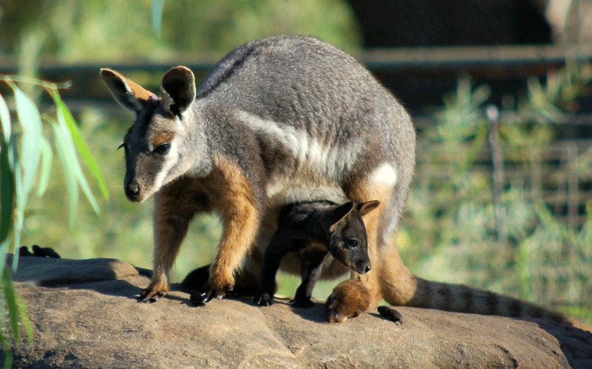 Yellow footed surrogate mother with brush tailed rock wallaby joey