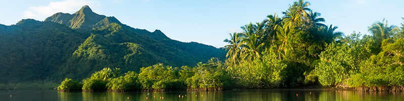 Mangroves in Samoa