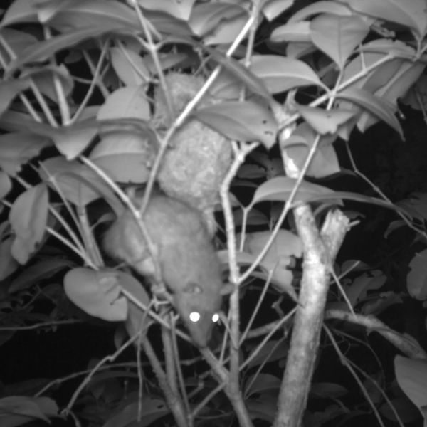 A game of rat and mouse: Scientists track the movements of bird-eating rodents on Norfolk Island