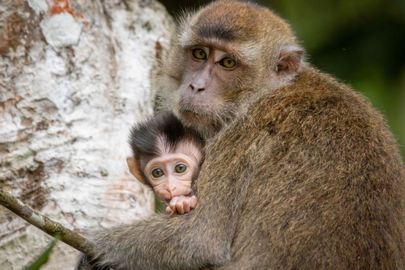 A macaque monkey embracing its young, who is peeking out from behind its parent's arm, set against a natural background with a blurred tree trunk.