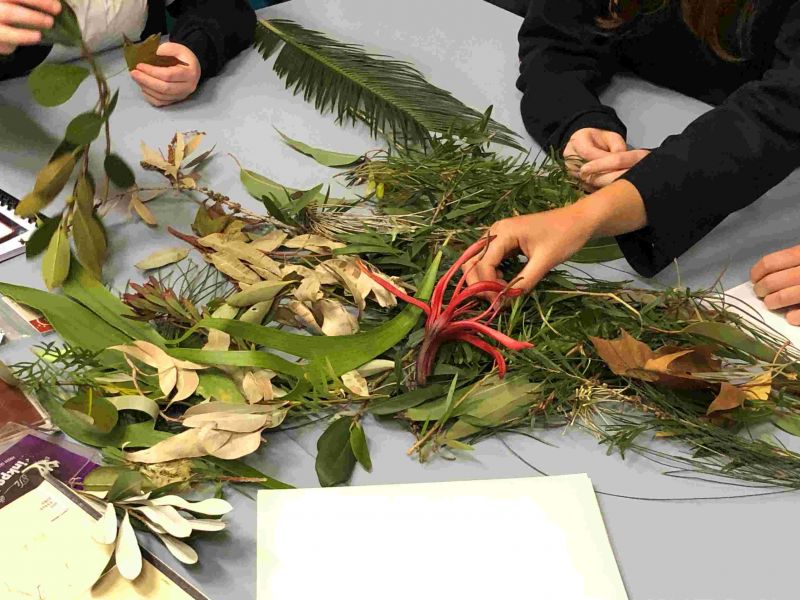 Table with various plant specimens