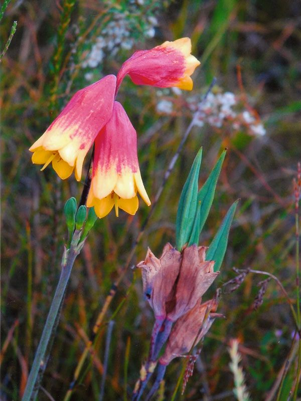 Blandfordia grandiflora Redhead