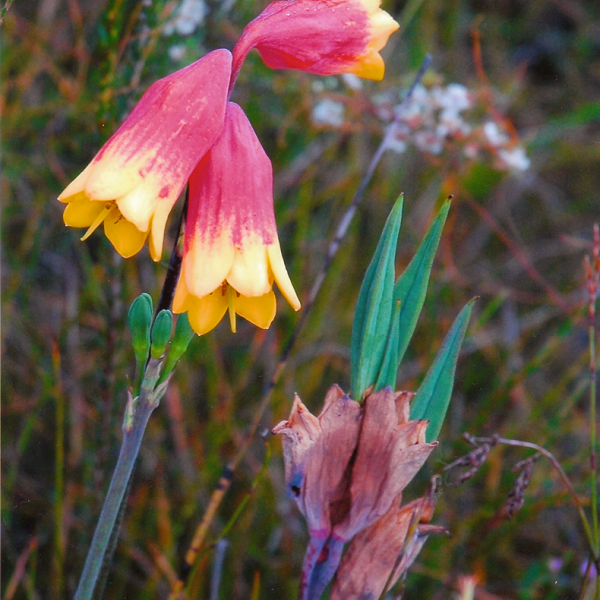 Blandfordia grandiflora Redhead