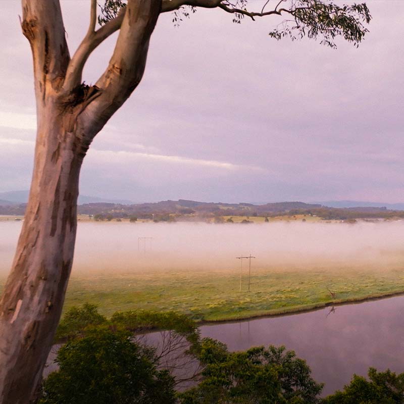 Taree