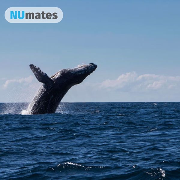 image of a whale breaching the oceans surface - Monday 25 May 2026