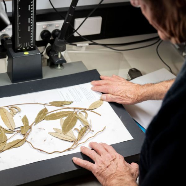 Digitising Collection