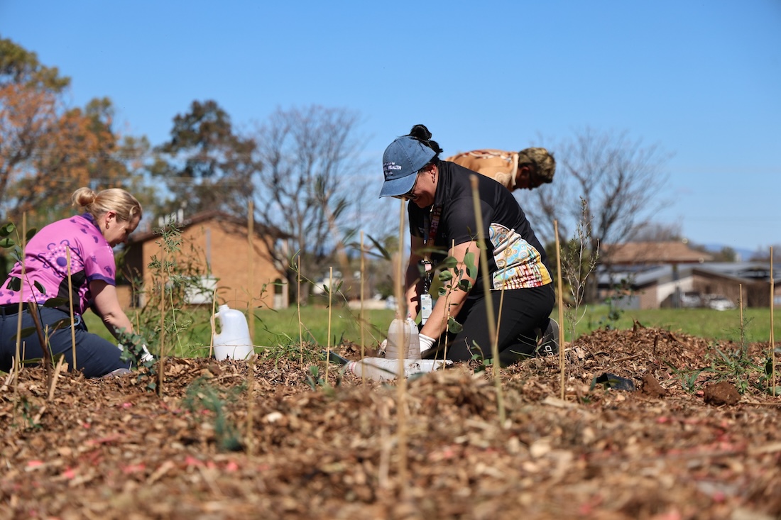 Photo of small trees being planted by two people in Tamworth as part of a 'Tiny Forest' initiative