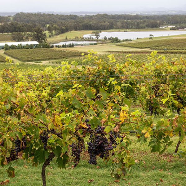 Grapevines in a winery
