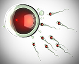 UON researchers scoop reproductive biology awards 