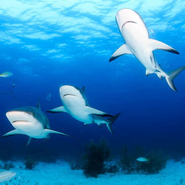 sharks feeding. Global analysis reveals how sharks travel the oceans to find food 