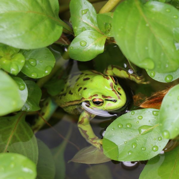 Green and gold bell frog. Humble salt fights mass frog extinction