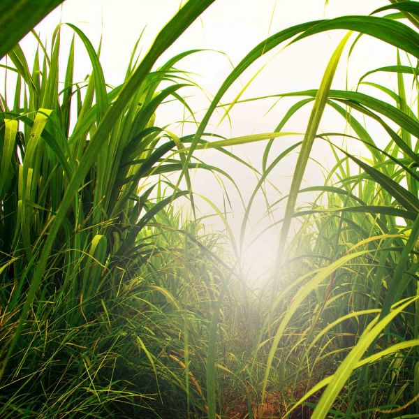 Sugar cane. ARC Linkage Project success for engineering authority