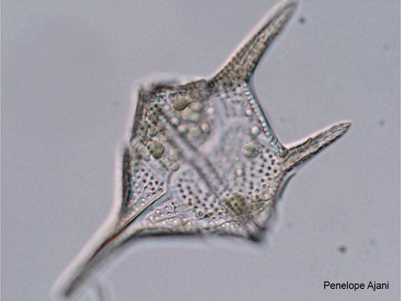 Marine dinoflagellate Certium furca