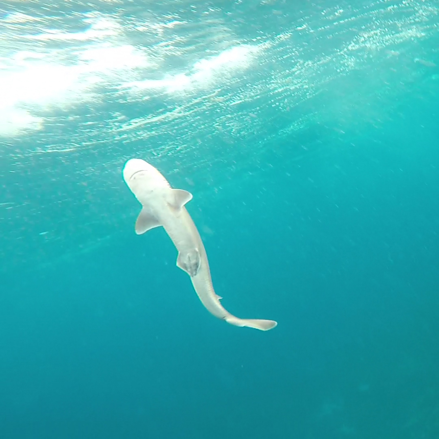 Entertainment And Engagement