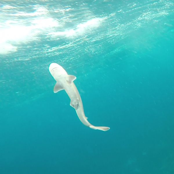 Shark research. Aquatic drones capture shark paralysis after catch and release