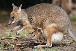 Wallaby with joey