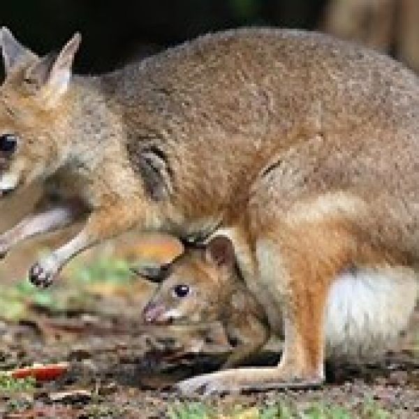 Australian Wildlife Society Research Conservation Scholarship