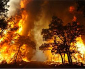 . What makes Australian bushfires so dangerous?