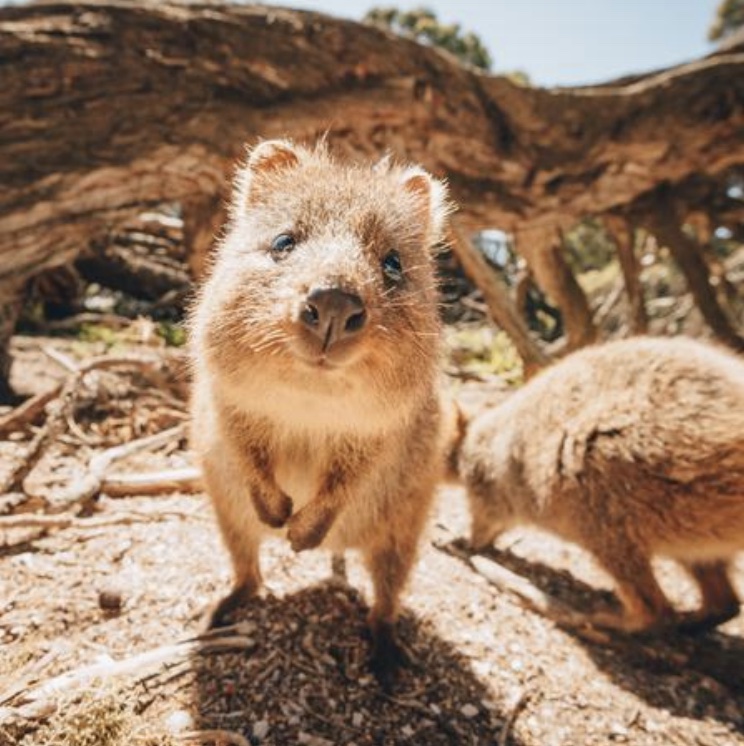 Quokka looking at camera^empty:{ds__assetid^as_asset:asset_name}