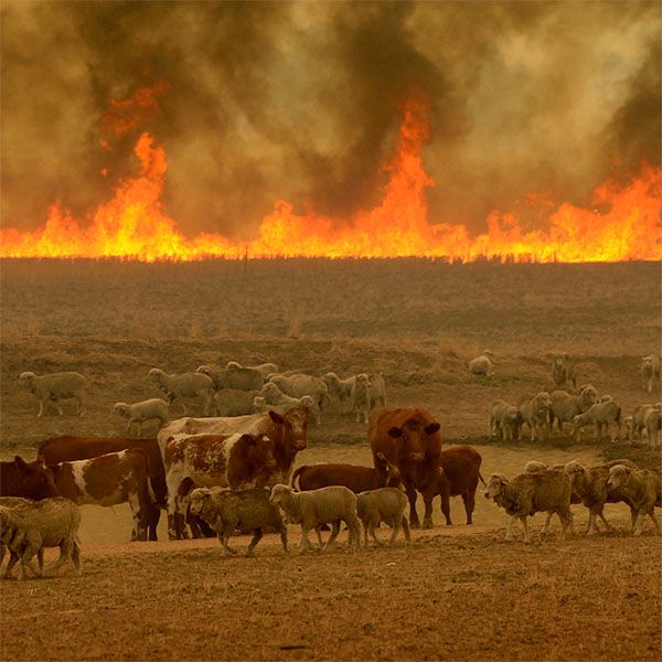 Fire burning behind a herd of cows